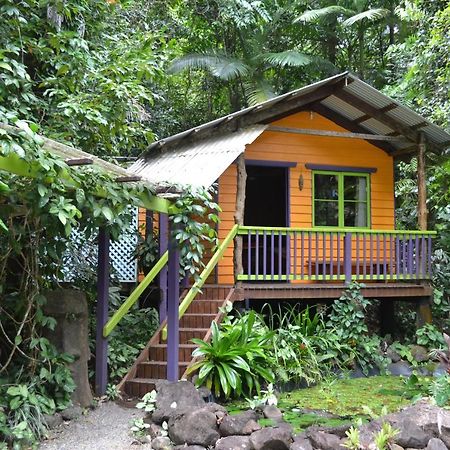 Rainforest Hideaway Cape Tribulation Eksteriør bilde