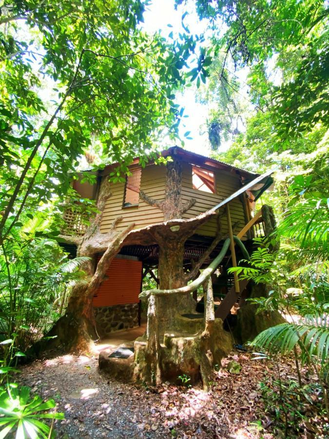 Rainforest Hideaway Cape Tribulation Eksteriør bilde