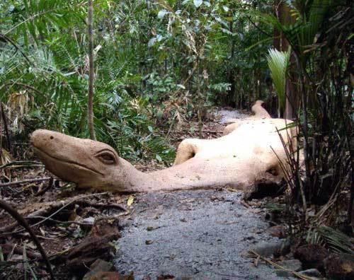 Rainforest Hideaway Cape Tribulation Eksteriør bilde