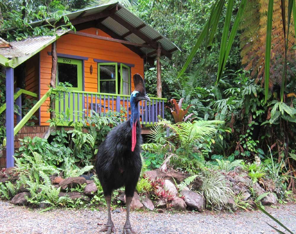 Rainforest Hideaway Cape Tribulation Eksteriør bilde